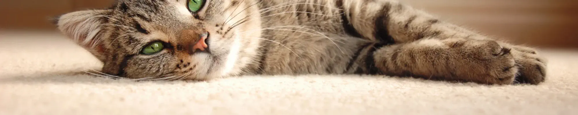 Cat laying on a soft beige carpet floor