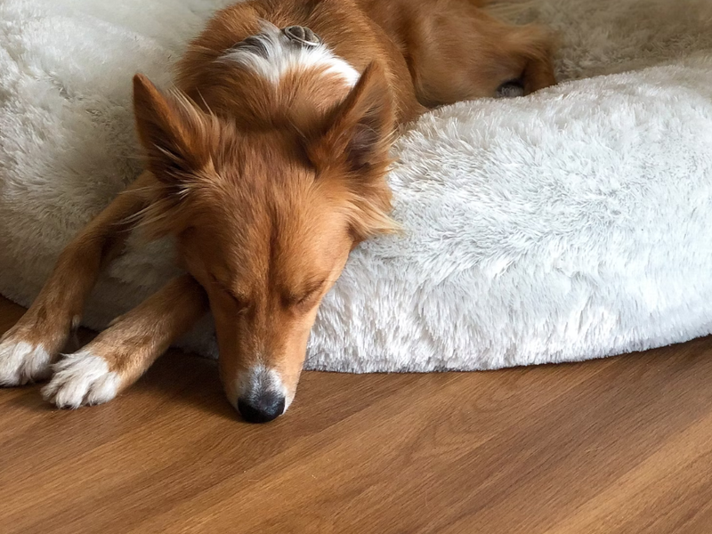 Dog in a cozy pet bed on warm hardwood floors