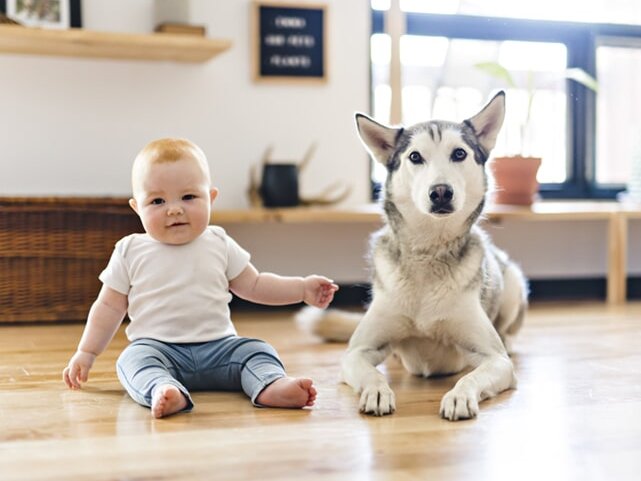 Bridgeport Carpets services the Alpharetta, GA area and is ready to help with your next pet-friendly flooring project.