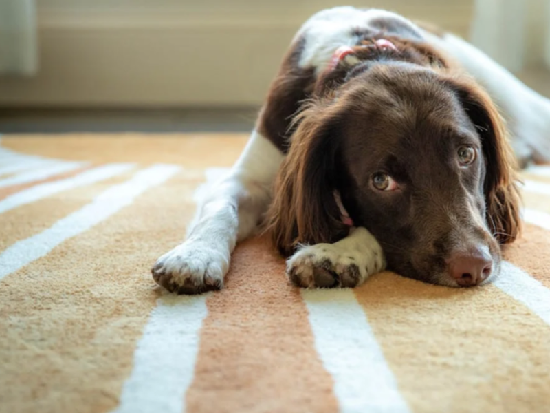 Dog laying on a white and yellow carpet with a sun ray pattern