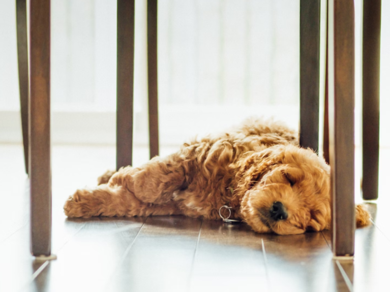 Dog laying on Pet Proof engineered wood flooring